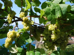 Şarap Tadım Turları 