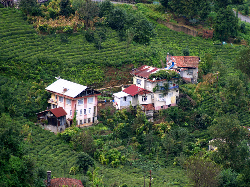 Yeşilin Anavatanı Karadeniz