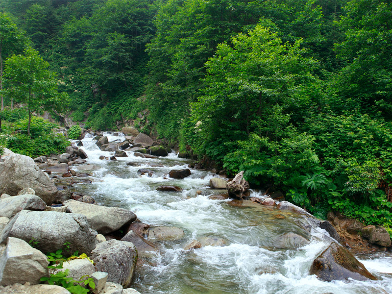 Ayder Yaylası'nda Akarsu