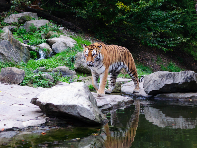 zoo surich