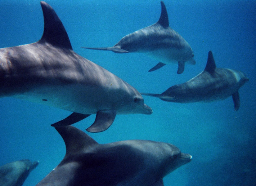 lets-go-hurghada-01-825x600