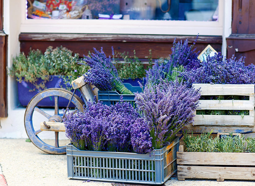 lets-go-lavanta-03-825x600