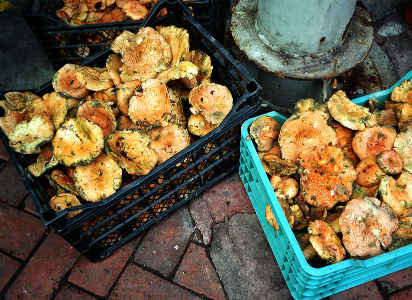 lets-go-amasra-04-825x600