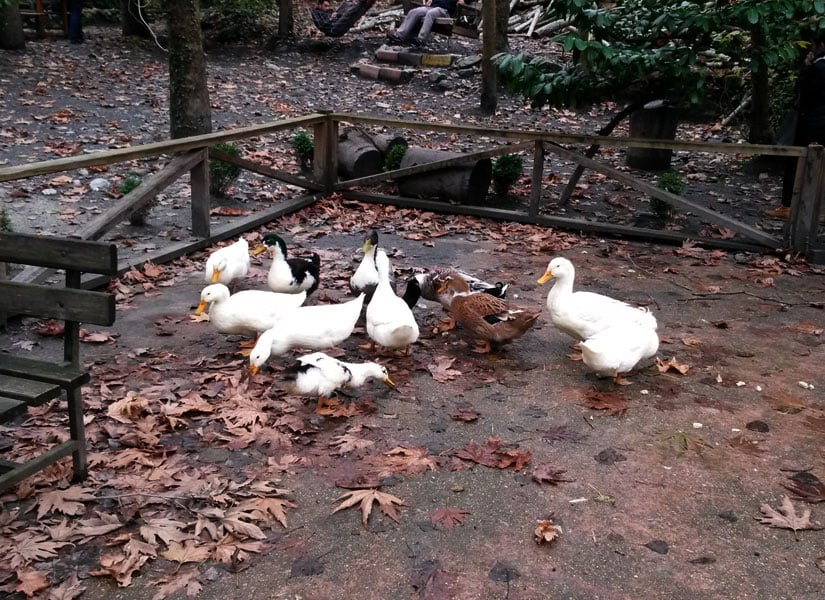 lets-go-tugce-02-825x600