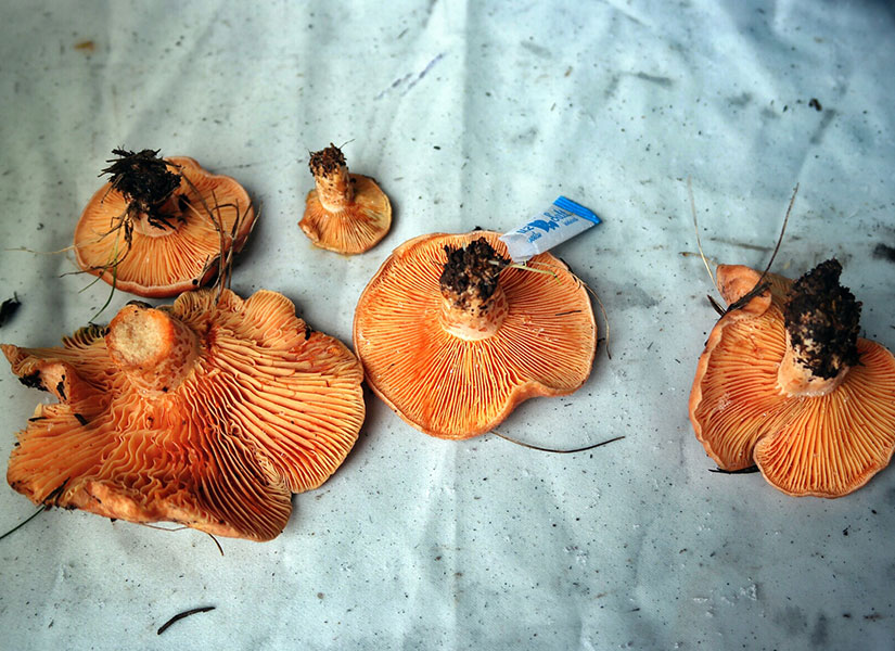 abantta ne yenir (2)