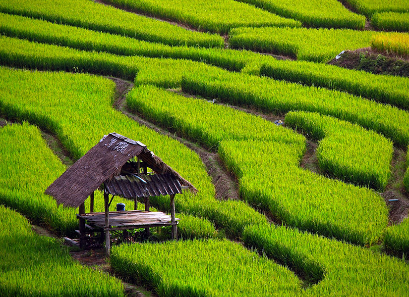 dunyanin en guzel celtik tarlalari (5)