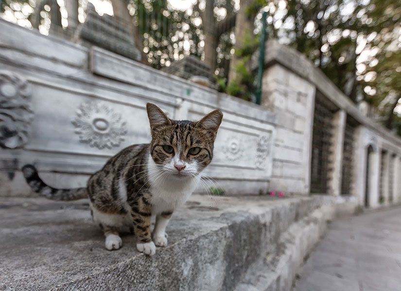 istanbulun tarihi yerleri (2)