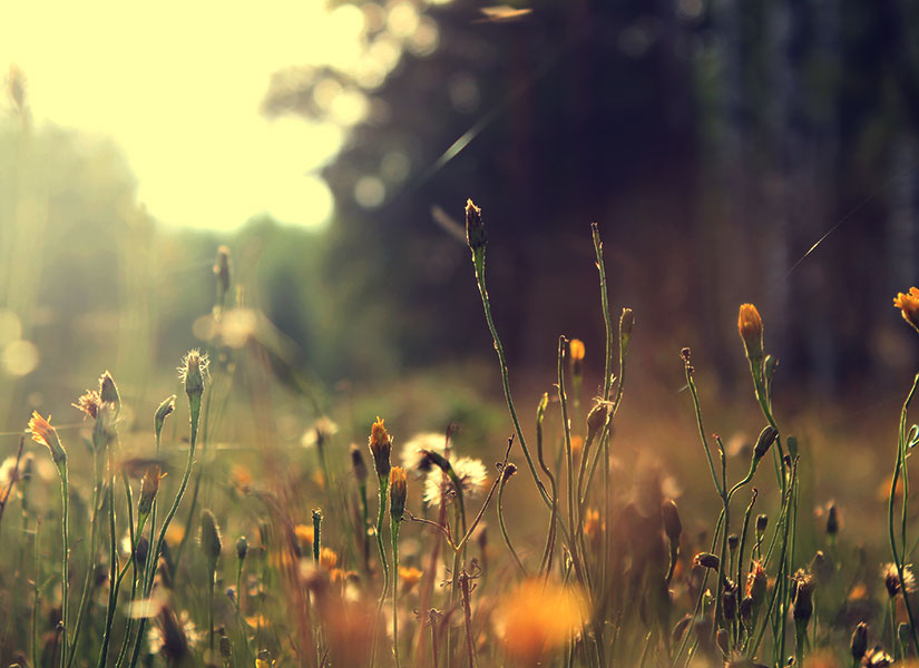 sapancada ne yapilir (3)