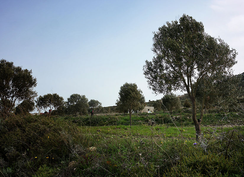 alacati ot festivali (8)