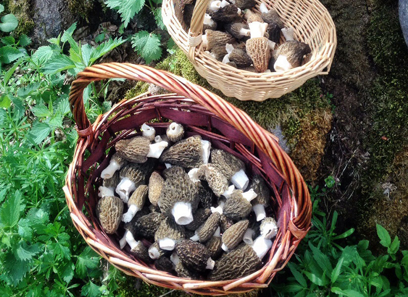 morel mantari turu (1)