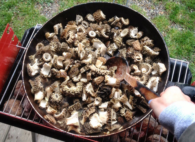 morel mantari turu (2)