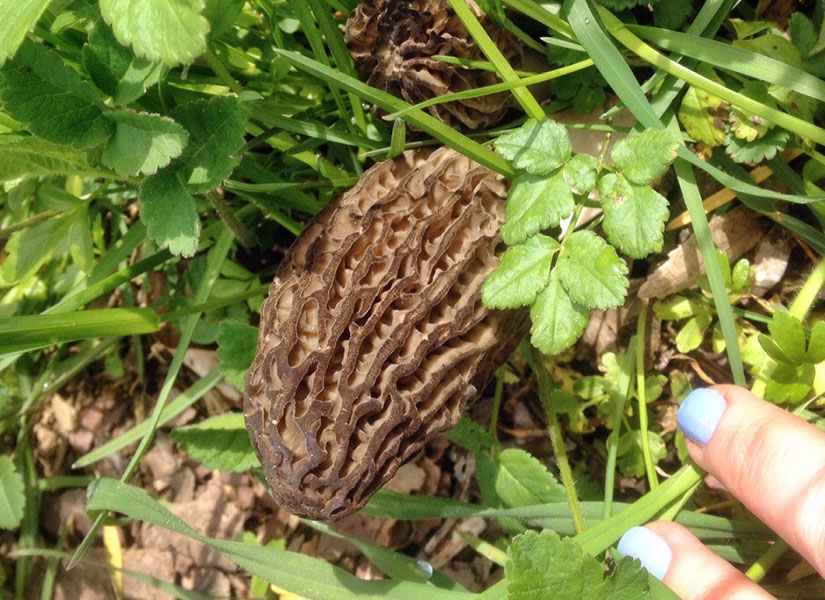 morel mantari turu (4)