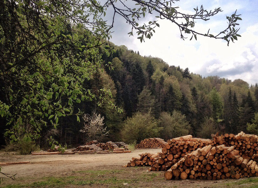 morel mantari turu (5)