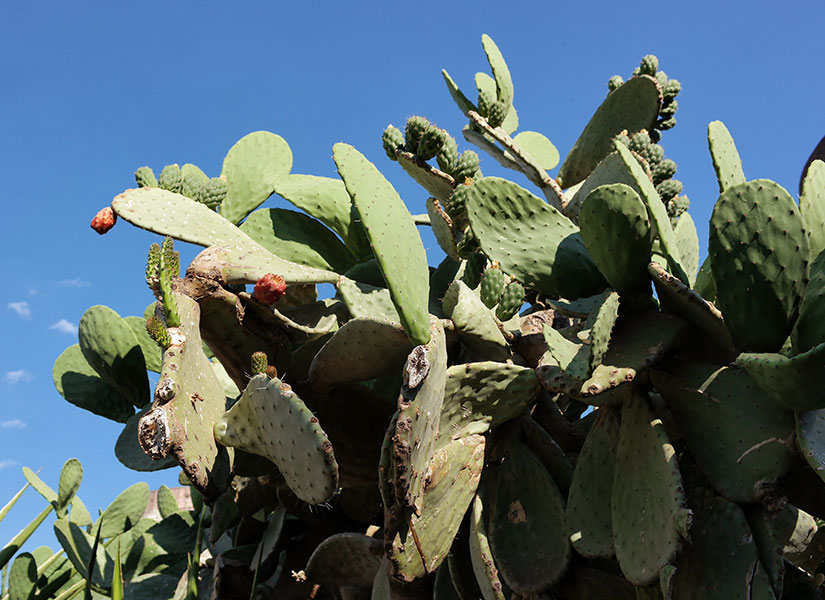 sicilya mutfagi (11)