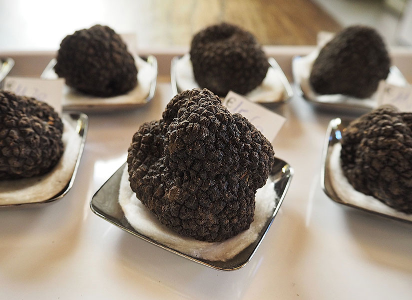 alba mantar tutu (10)