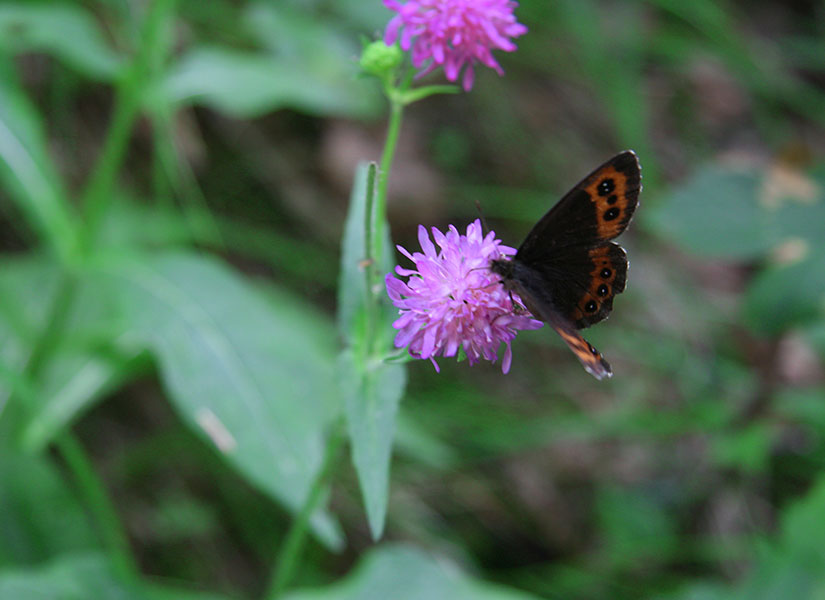 Orman yolunun muhteşem güzellikleri...