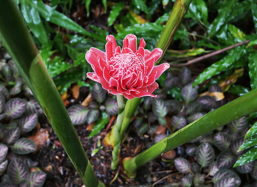 istiridyeli omlet (1)