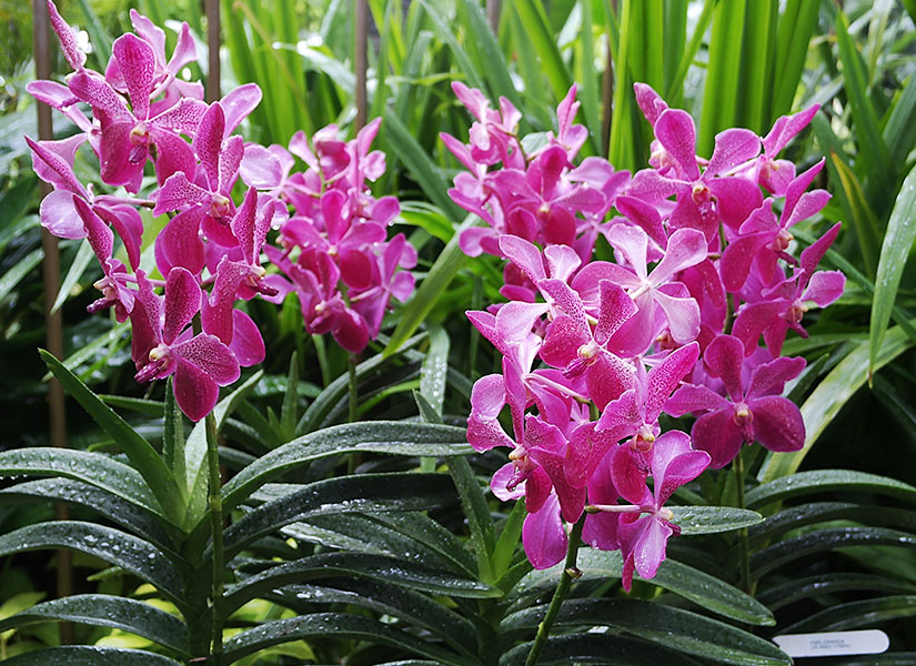 istiridyeli omlet (2)