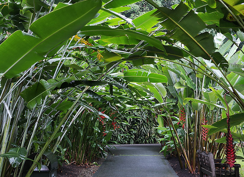 istiridyeli omlet (3)