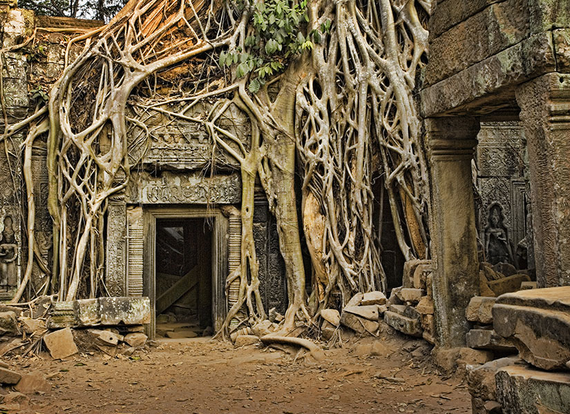Ağaçlar arasındaki tapınaklar oldukça esrarengiz ve ilgi çekici.
