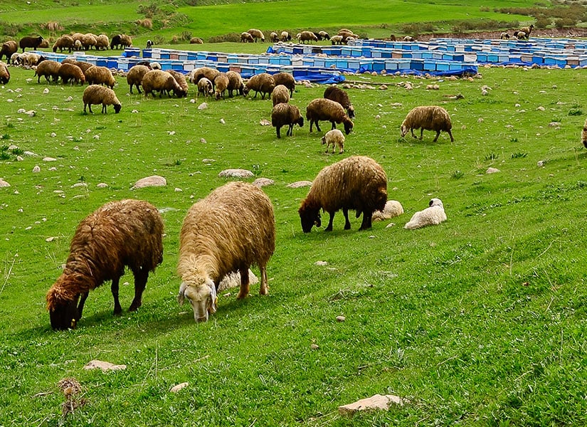Şırnak’ta Gezilecek Yerler Şırnak Küçükaş Hayvancılık