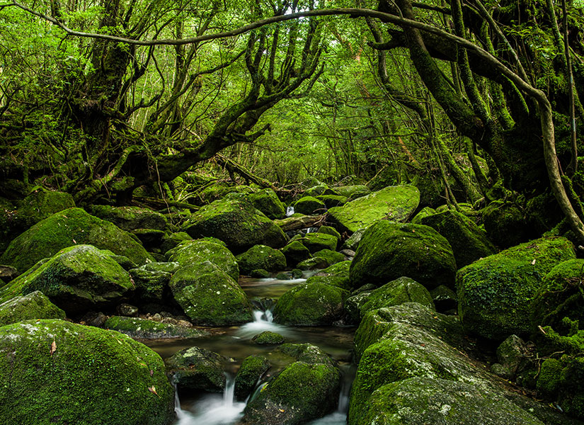 Japonya’da gezilecek yerler – Yakuşima Adası – Yakusugi Ormanı