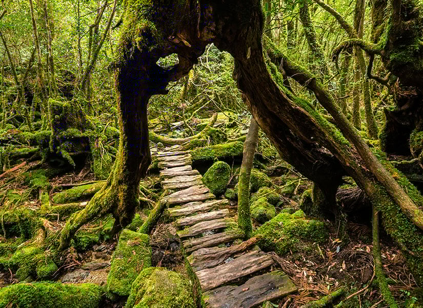 Japonya’da gezilecek yerler – Yakuşima Adası – Yakusugi Ormanı