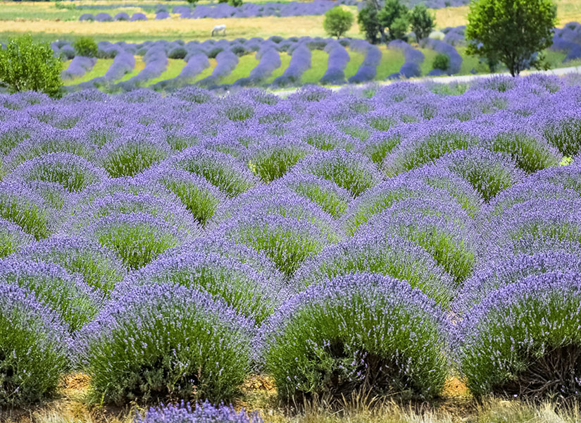 Lavanta Kokulu Köy Kuyucak Köyü Keçiborlu Isparta