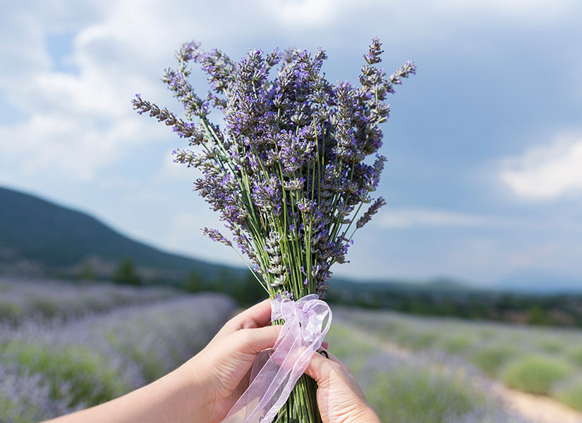 Lavanta Kokulu Köy Kuyucak Köyü Keçiborlu Isparta