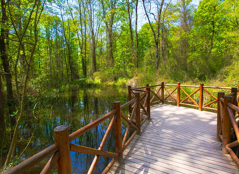 ormanyada yapılabilecek aktiviteler